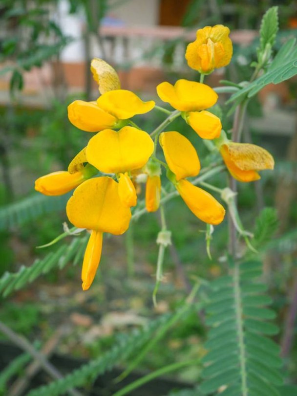 Egyiptomi borsó , Sesbania sesban, hüvelyes
